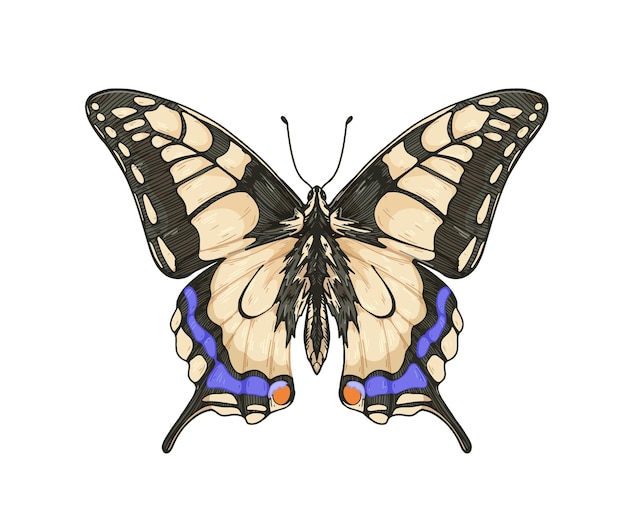 Swallowtail, butterfly species drawn in vintage detailed style. Papilio Machaon, flying insect, pretty moth. Realistic retro drawing. Vector graphic illustration isolated on white background.