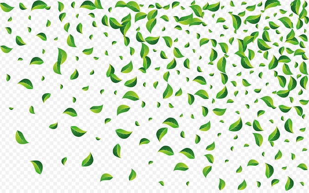 Swamp Greens Swirl Vector Transparent Background. Tea Leaves Wallpaper. Forest Leaf Organic Template. Foliage Wind Plant.