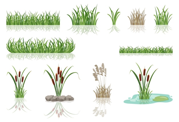 Swamp reeds in grass vector illustration of lake thickets