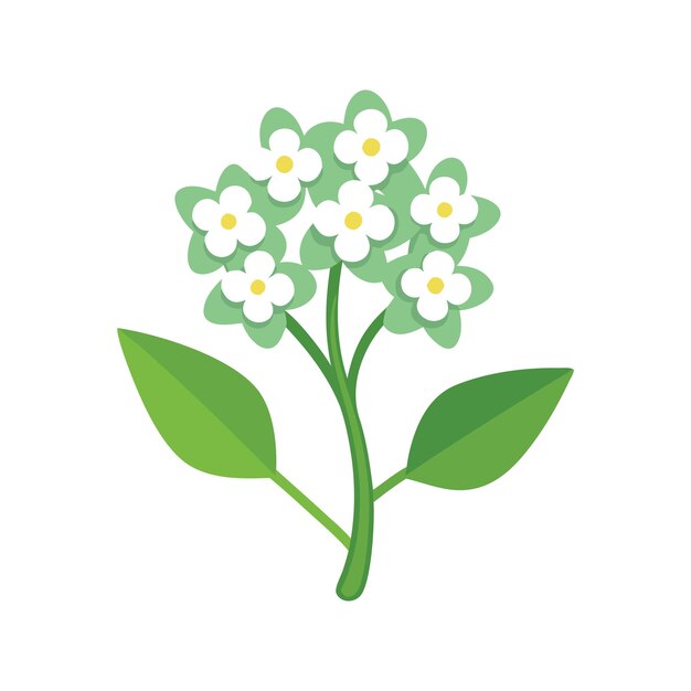 Vector sweet alyssum flower flower isolated flat vector illustration on white background