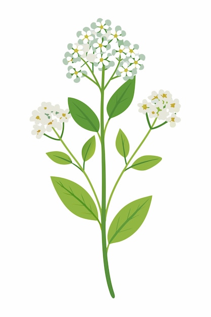 Sweet alyssum plant minimal design vector illustration