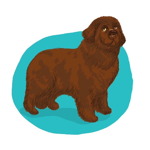 Sweet chocolate brown newfoundland dog illustration