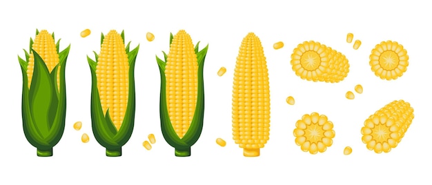 Sweet corn, corn on the cob with leaves, corn flakes and corn kernels. Icon set. Agriculture concept