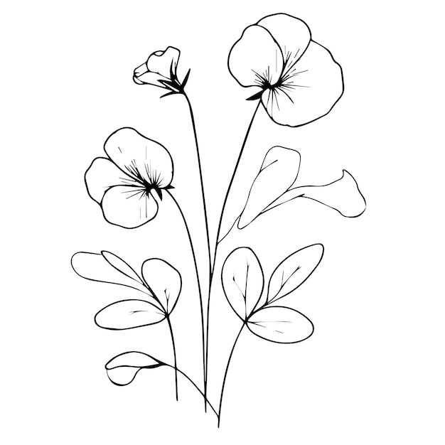 Sweet pea botanical illustration sweet pea vector art sweet pea line drawings sweet pea wall deco