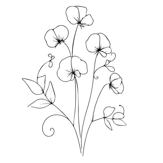 Sweet pea coloring pages Sweet pea floral of diagram sweet pea flower wall art