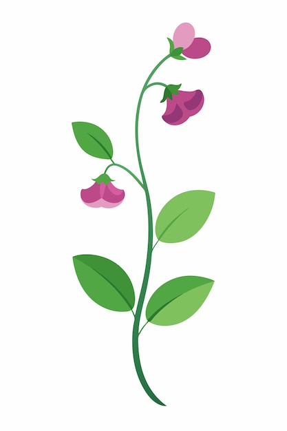 Sweet pea plant minimal design vector illustration