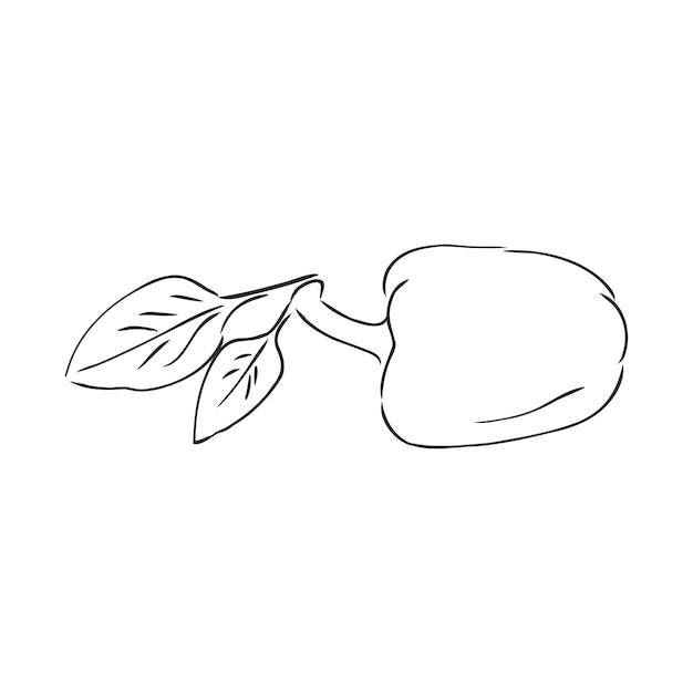 Sweet pepper bell pepper vector sketch illustration