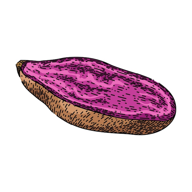 Sweet potato purple sketch hand drawn vector