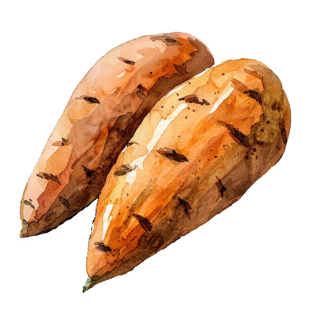 sweet potato vector illustration in watercolour style