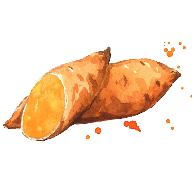 Sweet potato vegetable waercolor illustration