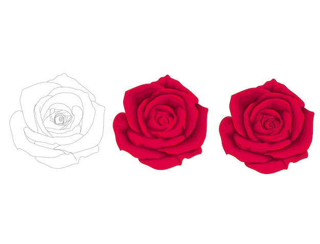 Sweet Red Roses Vector Illustration