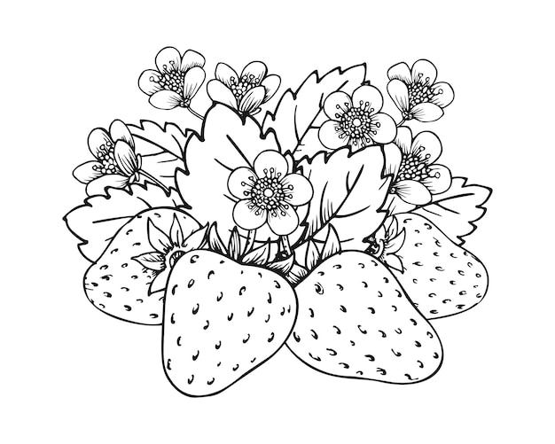 Sweet strawberry hand drawn sketch Forest berries bundle Coloring book line art of healthy fresh farm organic berry harvest Blossom bush with juicy strawberries flowers and leaves closeup