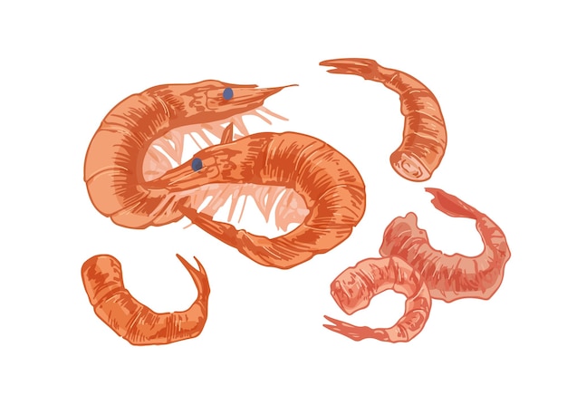 Tails and heads of pink fleshy shrimps and prawns. Hand-drawn seafood isolated on white background. Sea or ocean delicious food. Colored realistic vector illustration in retro style.