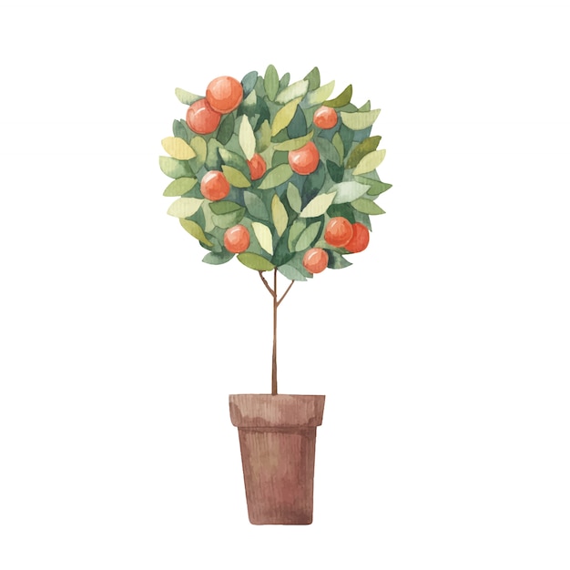 Tangerine, citrus tree watercolor illustration on a white background