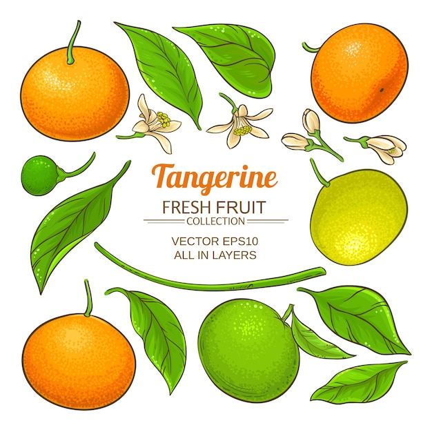 Tangerine fruit vector