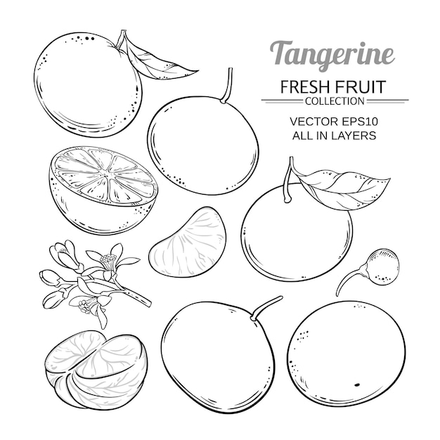 Tangerine fruit vector