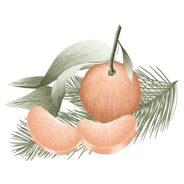 Tangerine with slices, vector art