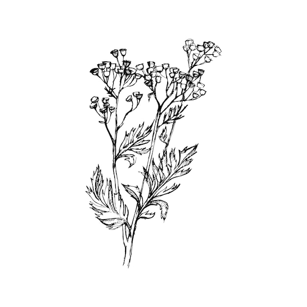 Tansy flowers Hand drawn vector Illustration