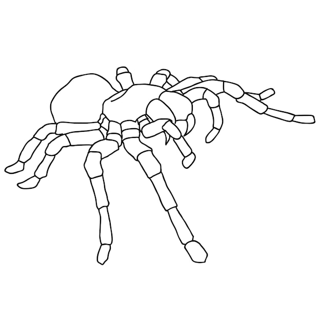 Tattoo spider tarantula on Blom background