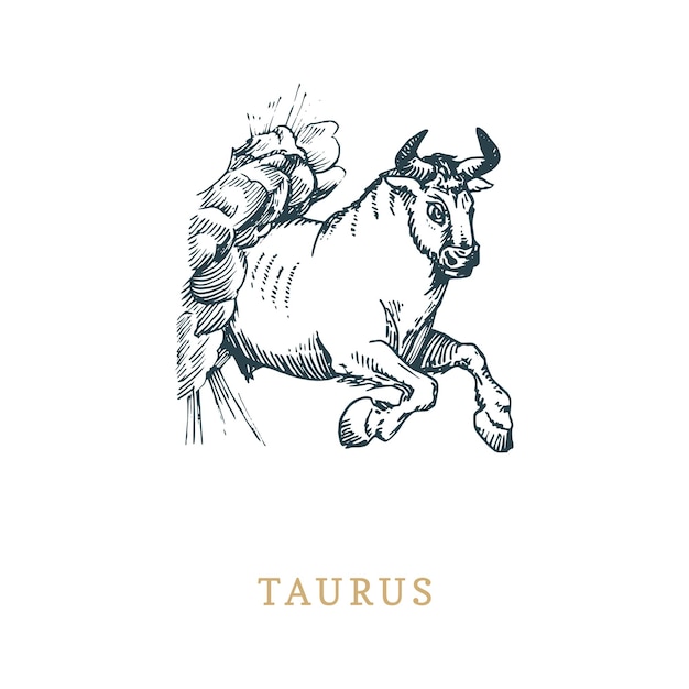 Taurus zodiac symbol hand drawn in engraving style Vector graphic retro illustration of astrological sign Bull