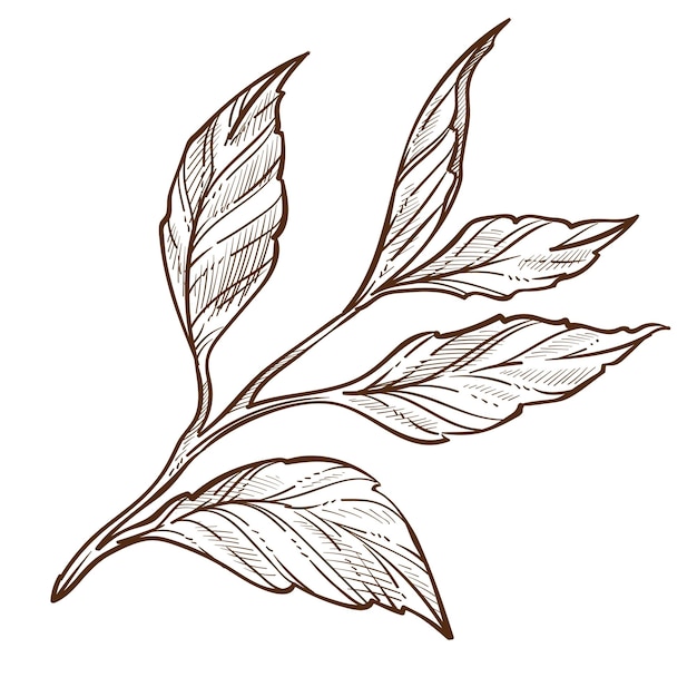 Tea plant isolated sketch leaves on stem organic product