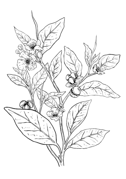 Tea plant