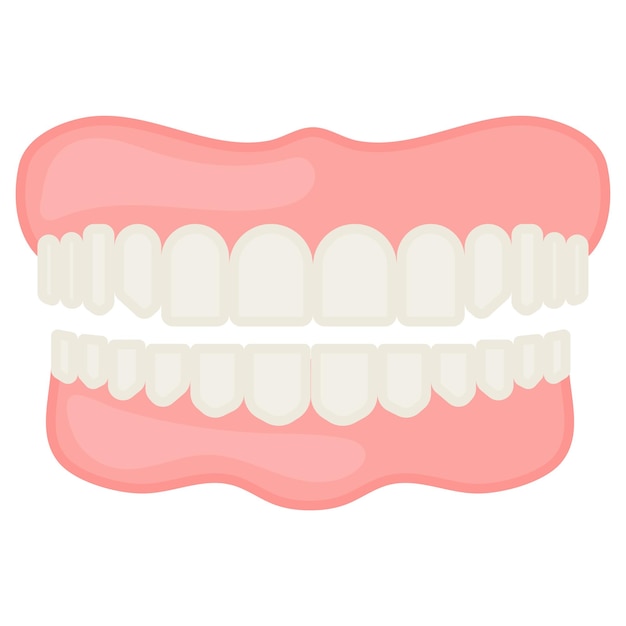 Teeth jaw concept Lower and Upper Jaw with Gum Line Vector Design Organ System Human Anatomy Human