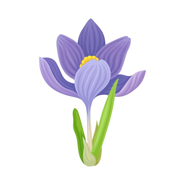 Tender Crocus with Opened Purple Petals On Stem Vector Botanical Item