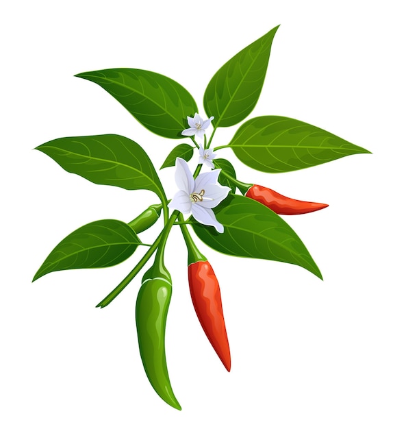 Thai paprika red and green fresh with leaves and chili flower realistic.