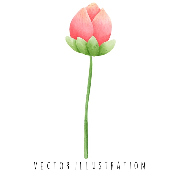 Thailand Travel Collection Watercolor of Water Lily Vector Illustration