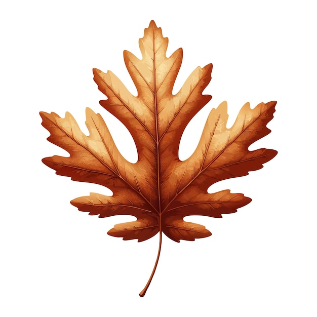 Vector thanksgiving day maple leaf illustration in warm autumn colors