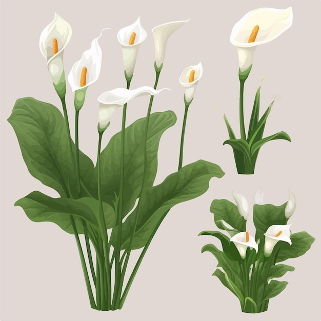 These Calla flower vectors will make your project stand out with their beauty