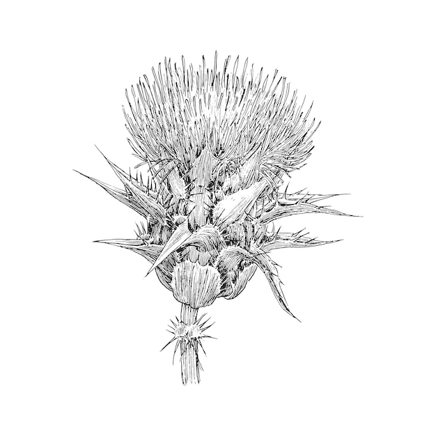 Thistle herb sketch in vector design element botanical drawing in engraving style