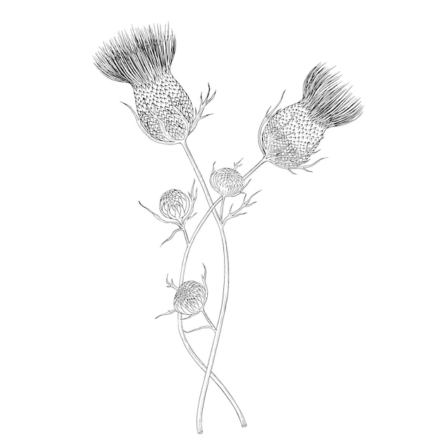 Thistle outline vector botanical illustration