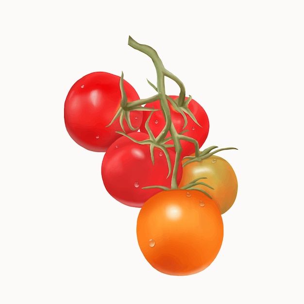 Thomas Tomatoes Painting White Background