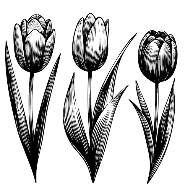 Three black tulips with green stems