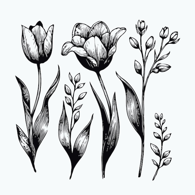 Vector three black and white drawings of flowers and plants