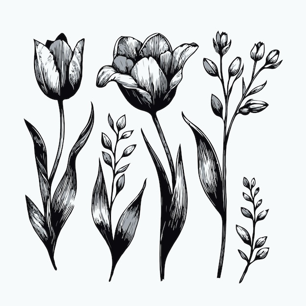 Vector three black and white drawings of flowers and plants