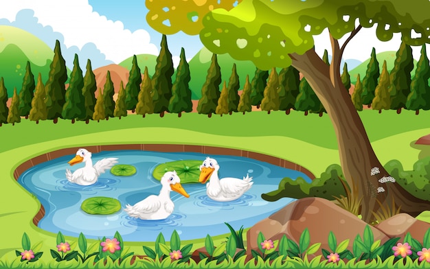 Three ducks swimming in the pond