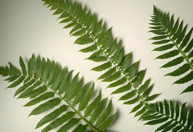 Vector three fern leaves arranged vertically on a white background