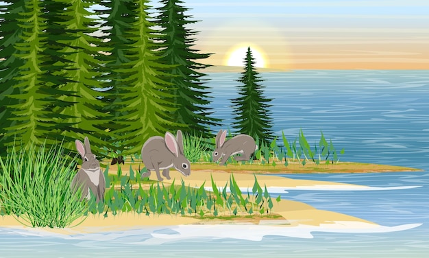 Three Gray European hares on the lake shore with large fir bushes and grass Sunset or sunrise