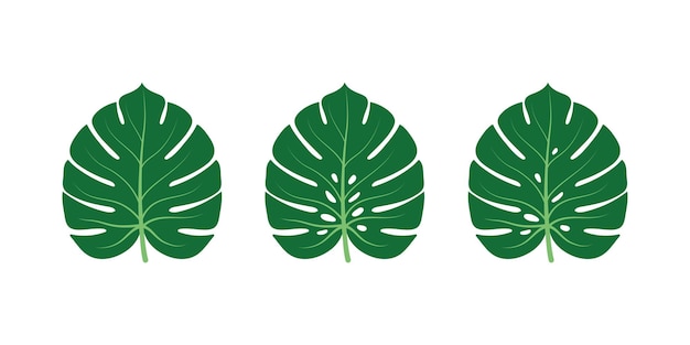 Three monstera leaves on white background