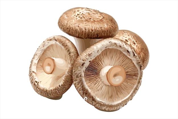 three mushrooms with a white background with a white background