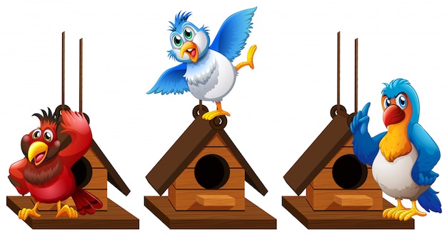 Three parrot macaw birds in birdhouse