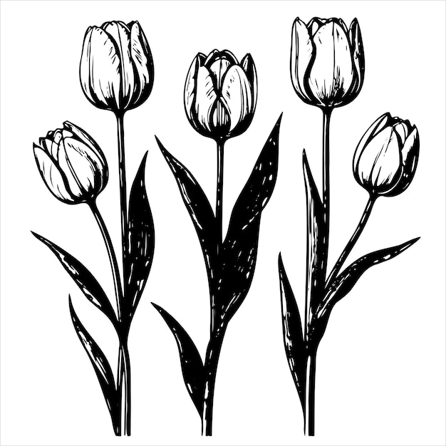 Three tulips are drawn in black and white