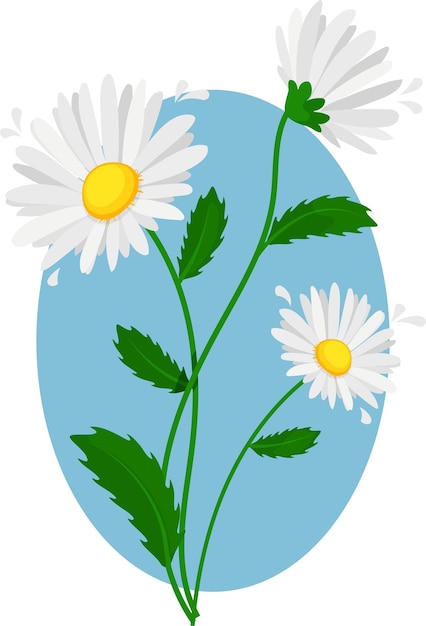 Three white daisies on blue background