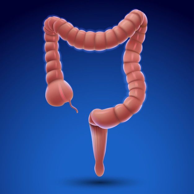 Threedimensional illustration of a colon on a blue background