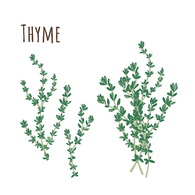 Thyme bunch and separate twigs collection spicy of herbs. Flat style. Vector illustration