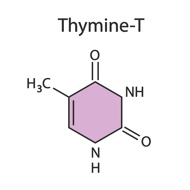 Thymine chemical formula Vector editable