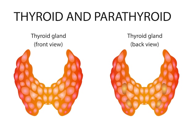 Thyroid anatomy including throat protective gland and trachea